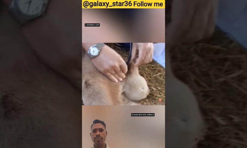 गाय माँ के आँसुओं ने बदल दी किस्मत 🙏 #animal#animalrescue #animallover#rescue #cow ‎⁨@galaxy_star36⁩