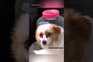 छोड़ी गई कुतिया को मिला नया सहारा 🙏 #animal #animalrescue #animallover #rescue #dog