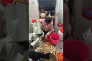 जानवरों से बेइंतहा प्यार करने वाली लड़की 😊 #animal #animalrescue #animallover #rescue #dog