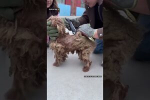 दर्द भरी जिंदगी से छुटकारा मिला 🙏 #animal #animalrescue #animallover #rescue #dog