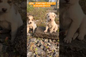 दुनिया🌍 में सबसे मासूम☺️ मैं ही हूँ🥰😘#shorts #cutest #puppies #shortsfeed #youtubeshorts #viral