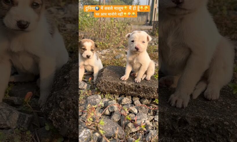 दुनिया🌍 में सबसे मासूम☺️ मैं ही हूँ🥰😘#shorts #cutest #puppies #shortsfeed #youtubeshorts #viral