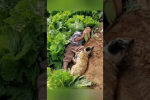 देसी डॉग की वफादारी ने चौंकाया 😢 #animal #animalrescue #animallover #rescue #dog