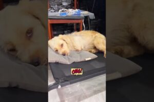 दो पैरों का कुत्ता, लड़की बनी सहारा 🙏 #animal #animalrescue #animallover #rescue #dog