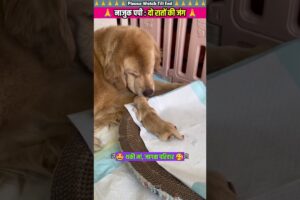नाजुक पपी की दो रातों की जंग 😢 #animal #animalrescue #animallover #rescue #dog
