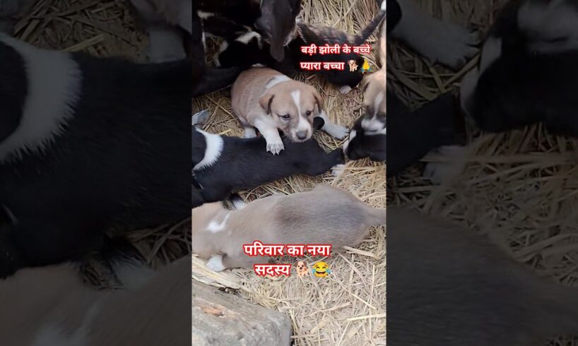 परिवार में नया सदस्य 🐕🙏,♥️#sorts#video #cute #puppies #god #love#cuteanimal #hepl #masum #ytshorts #