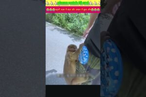 पहली नज़र में बंदर और असल में कुछ और😭🙏🏻#animal #animals #animallovers #animalrescue #monkey
