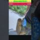 पहली नज़र में बंदर और असल में कुछ और😭🙏🏻#animal #animals #animallovers #animalrescue #monkey