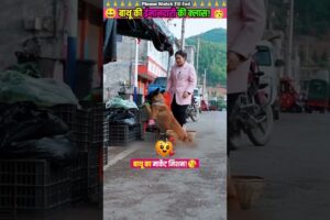 बाथू की ईमानदारी की क्लास 😊 #animal #animalrescue #animallover #rescue #dog