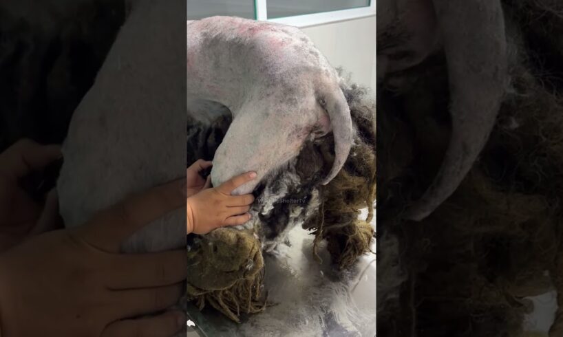 बीमार कुत्ते को मिला नया जीवन 🙏 #animal #animalrescue #animallover #rescue #dog