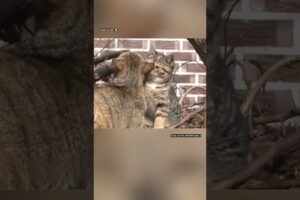 माँ बिल्ली जो अकेले खाना नहीं खाती 😮 #animal #animalrescue #animallover #rescue #catlovers