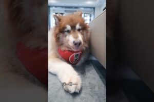 मालिक के पैर को Tape समझ लिया 🤣 #animal #animallover #rescue #dog #funnyanimal