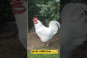 मुर्गे की आखिरी ईच्छा| 😂🤣#aalupyaj #comedy #ytfeed #thetharpuns #funny