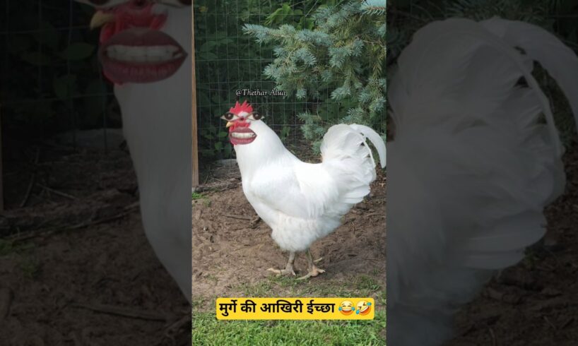 मुर्गे की आखिरी ईच्छा| 😂🤣#aalupyaj #comedy #ytfeed #thetharpuns #funny