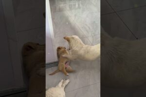 सड़क का पपी बना घर का दुलारा 😊 #animal #animalrescue #animallover #rescue #dog