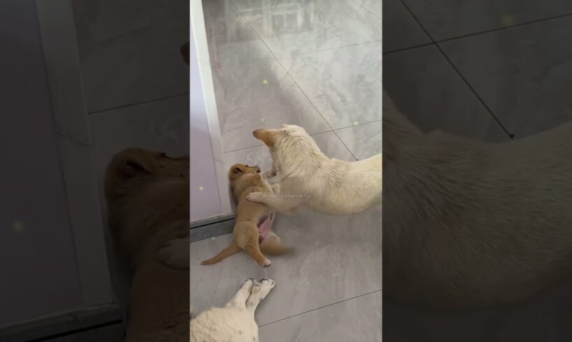 सड़क का पपी बना घर का दुलारा 😊 #animal #animalrescue #animallover #rescue #dog