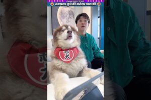 समझदार कुत्ते की मजेदार चालाकी 🤣 #animal #animalrescue #animallover #rescue #dog
