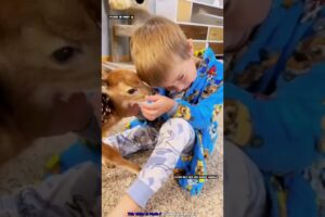 हिरण के बच्चे को मिला एक नया घर 🏡 🙏 #animal #animalrescue #animallover #rescue #deer