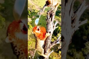 বানরের কাজ দেখুন #animals #moneylove #monkeyfun #monkeylife #funny #short #youtube #subscribe