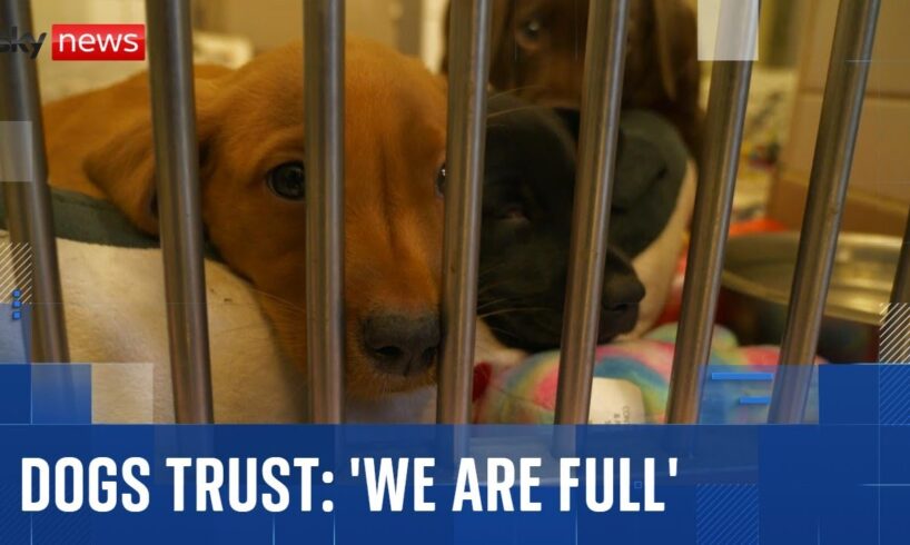 ‘We are full’: Dogs Trust sounds alarm for abandoned pets during the Christmas holidays