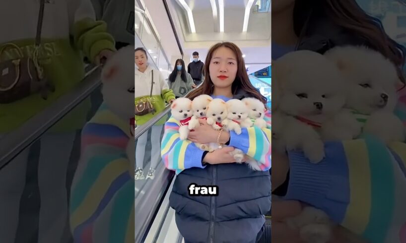 „Die süßesten Welpen Wer bekommt einen #shortvideo“