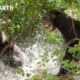 1 Hour of Nature's Deadliest Animal Showdowns | BBC Earth