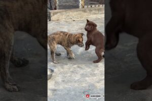 10 Minutes of the Words Cutest puppies#dogbreed