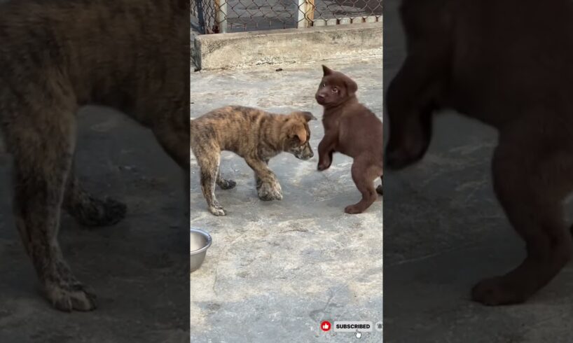 10 Minutes of the Words Cutest puppies#dogbreed