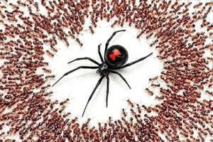 1,000 Ants vs. Black Widow