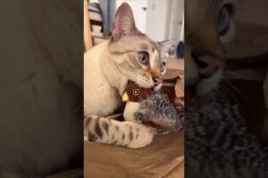 #123 Funniest Cats And Dogs videos 🐶🐱 #funny #animals #cuteanimals