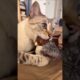 #123 Funniest Cats And Dogs videos 🐶🐱 #funny #animals #cuteanimals