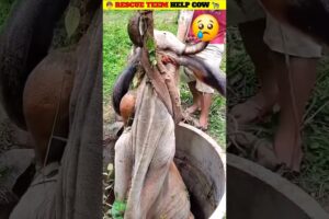 15 दिन से कुएँ में फँसी गाय 😢 | Rescue Team ने किया चमत्कार | Cow Rescue #shorts #cow #rescue