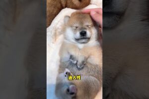 The love for these cute puppies grows day by day #dog #pet #cutedog #puppy #puppylove #cuteanimal