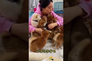 The love for these cute puppies grows day by day #dog #pet #cutedog #puppy #puppylove #cuteanimal