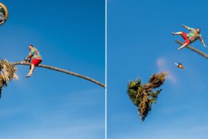 Idiots With Chainsaws: Tree Cutting Fails | Extreme Dangerous Logging Truck Fails #3