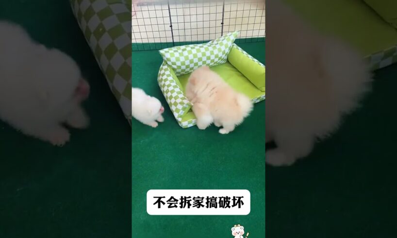 The love for these cute puppies grows day by day #dog #pet #cutedog #puppy #puppylove #cuteanimal