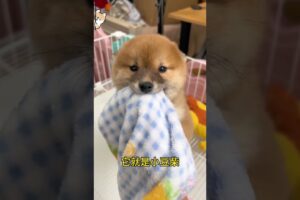 The love for these cute puppies grows day by day #dog #pet #cutedog #puppy #puppylove #cuteanimal