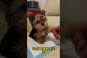 The love for these cute puppies grows day by day #dog #pet #cutedog #puppy #puppylove #cuteanimal