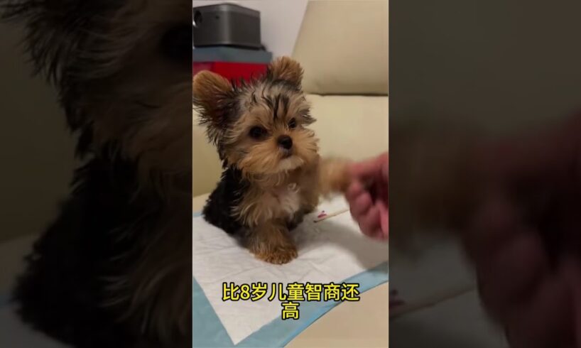 The love for these cute puppies grows day by day #dog #pet #cutedog #puppy #puppylove #cuteanimal