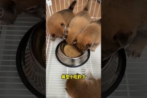 The love for these cute puppies grows day by day #dog #pet #cutedog #puppy #puppylove #cuteanimal