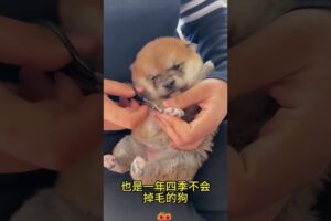 The love for these cute puppies grows day by day #dog #pet #cutedog #puppy #puppylove #cuteanimal