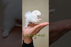 The love for these cute puppies grows day by day #dog #pet #cutedog #puppy #puppylove #cuteanimal