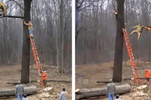 Idiots With Chainsaws: Tree Cutting Fails | Extreme Dangerous Logging Truck Fails #7