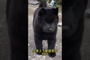 The love for these cute puppies grows day by day #dog #pet #cutedog #puppy #puppylove #cuteanimal