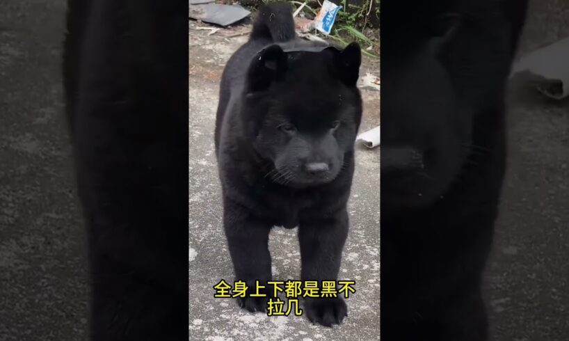 The love for these cute puppies grows day by day #dog #pet #cutedog #puppy #puppylove #cuteanimal