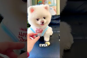 Cutest Puppies In The World 😍