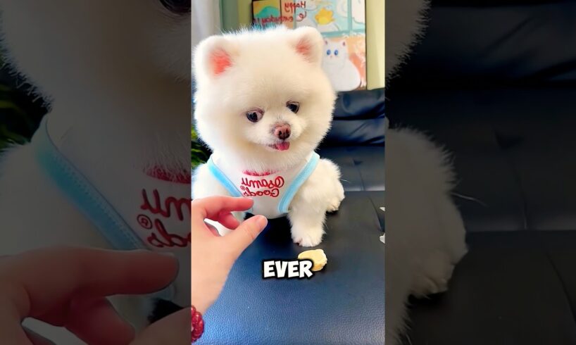 Cutest Puppies In The World 😍