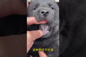 The love for these cute puppies grows day by day #dog #pet #cutedog #puppy #puppylove #cuteanimal