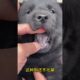 The love for these cute puppies grows day by day #dog #pet #cutedog #puppy #puppylove #cuteanimal