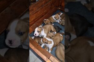 Funny Cute Puppies #shorts #cute